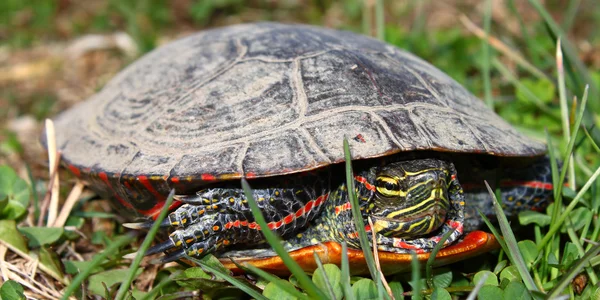 Painted Turtle (Chrysemys picta) — Stock Photo, Image