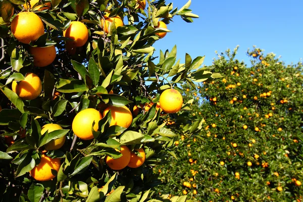Naranjas de Florida —  Fotos de Stock