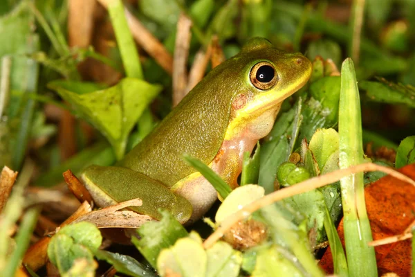 다람쥐 Treefrog (Hyla squirella) — 스톡 사진