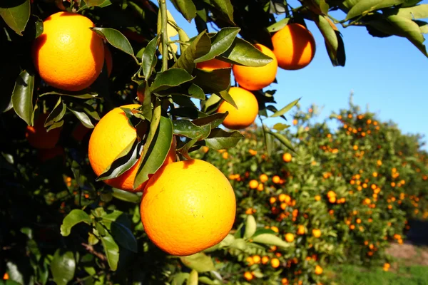 Φλόριντα πορτοκάλια — Φωτογραφία Αρχείου