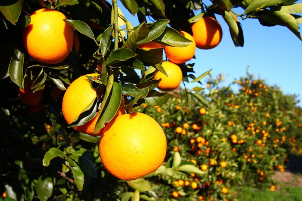 Laranjas da Flórida — Fotografia de Stock