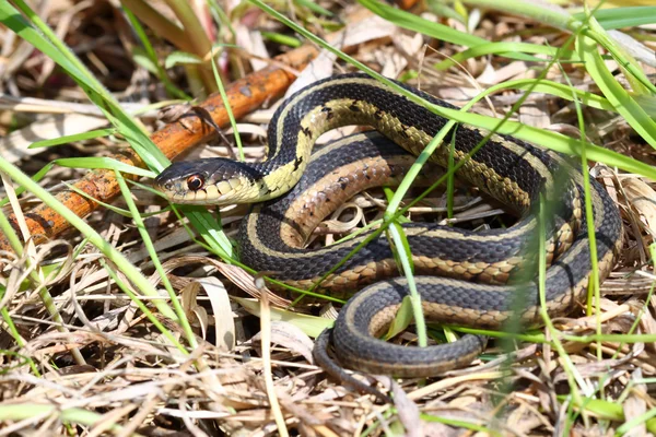 Καλτσοδέτα φίδι (Thamnophis sirtalis) — Φωτογραφία Αρχείου