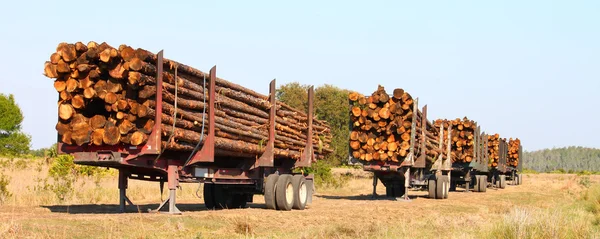 Logging Trailers - Florida — Stock Photo, Image