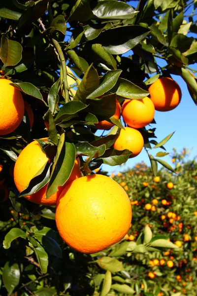 Φλόριντα πορτοκάλια — Φωτογραφία Αρχείου