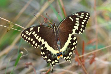 Palamedes Swallowtail (Papilio palamedes)