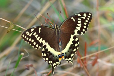 Palamedes Swallowtail (Papilio palamedes) clipart