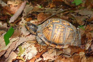 Box Turtle (Terrapene carolina) clipart