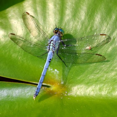 Eastern Pondhawk (Erythemis simplicicollis) clipart