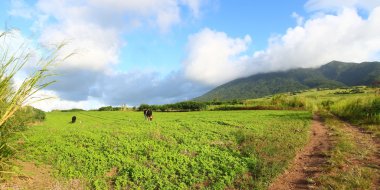 saint kitts alanları