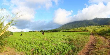 Fields of Saint Kitts clipart