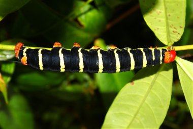 Tetrio Sfenks (Pseudosphinx tetrio)