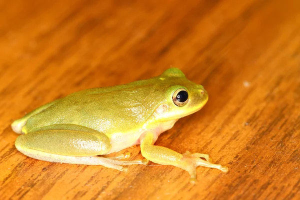 Білки Treefrog (Hyla squirella) — стокове фото