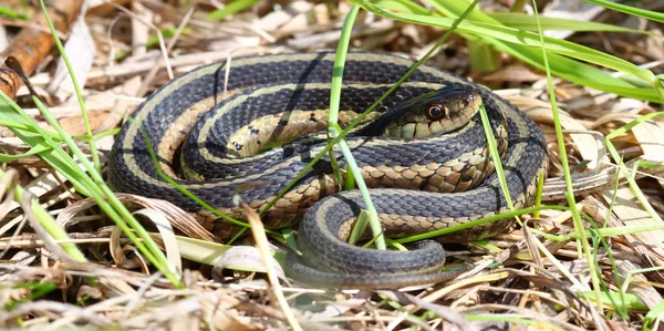 Підв'язкова змія (Підв'язкова sirtalis) — стокове фото