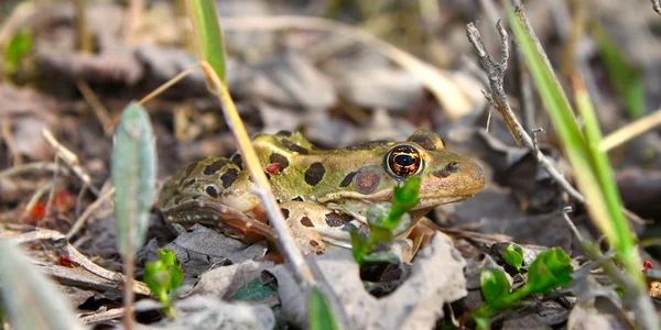Northern Leopard Frog (Rana pipiens) — Stock Photo, Image