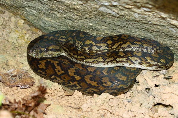 オーストラリアで python — ストック写真