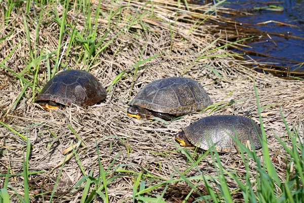 Blandings Turtles Basking — Stock Photo, Image