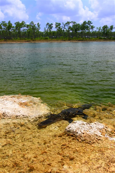 Amerikansk Alligator (alligatormississippiensis)) — Stockfoto