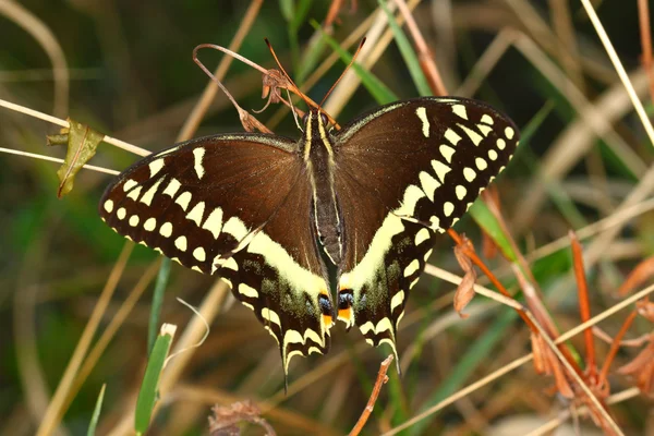 Palamedes koninginnenpage (Papilio palamedes) — Stockfoto