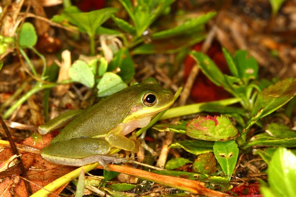다람쥐 Treefrog (Hyla squirella) — 스톡 사진