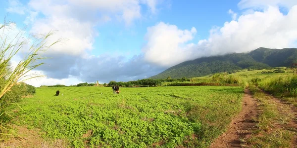 stock image Fields of Saint Kitts