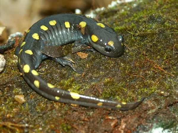 stock image Spotted Salamander (Ambystoma maculatum)