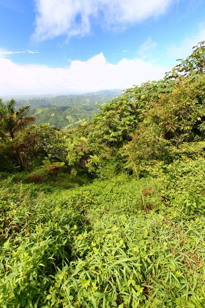 Porto Riko orman — Stok fotoğraf
