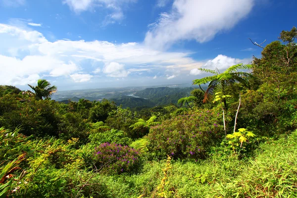 Bosque de Puerto Rico — Foto de Stock