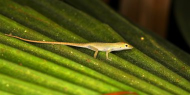 Yeşil Anole (Anolis carolinensis)