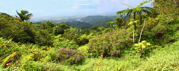 Beautiful view of the lush tropical forests of Puerto Rico.