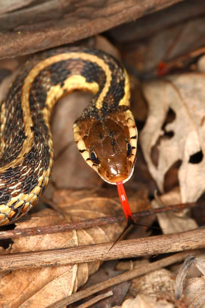 Serpiente de la liga (Thamnophis sirtalis ) — Foto de Stock