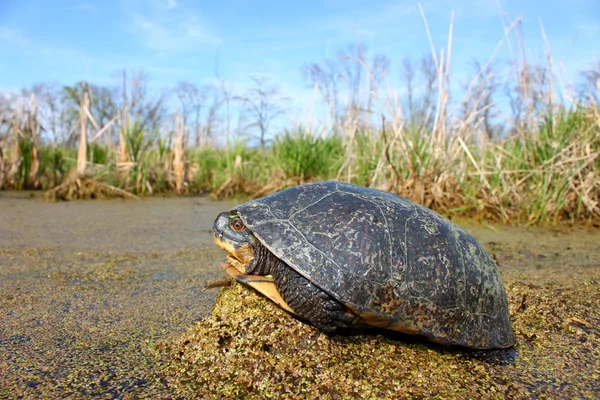 Посадка черепахи (Emydoidea blandingii) ) — стоковое фото