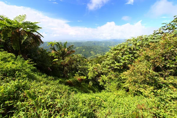 Puerto rico lasu — Zdjęcie stockowe