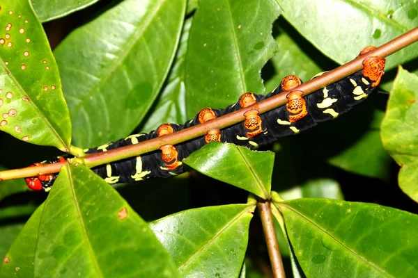 Tetrio sfinge Caterpillar — Foto Stock