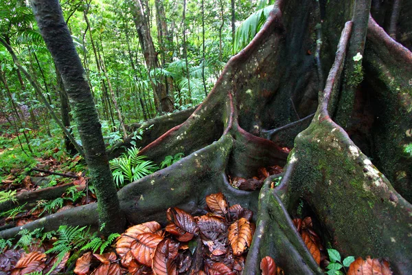 Svěží deštný prales - Svatý Kryštof — Stock fotografie