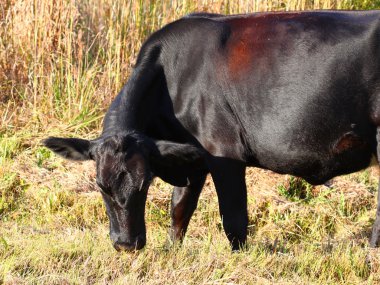 Florida Cow clipart