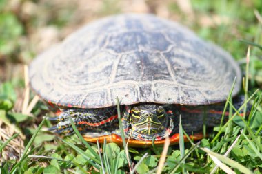 Boyalı Kaplumbağa (chrysemys picta)