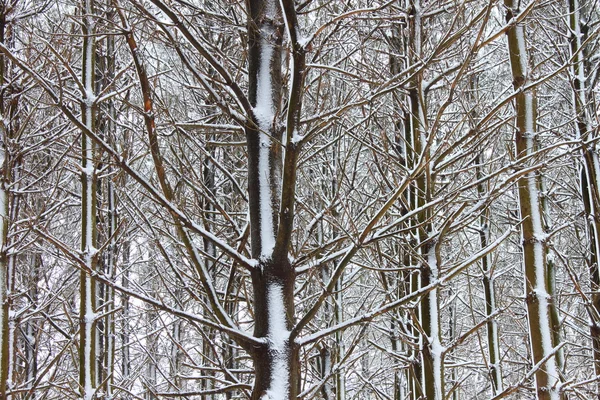 Verse sneeuwval in illinois — Stockfoto