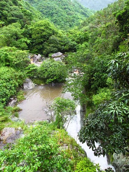Тропічних лісів, Пуерто-Ріко — стокове фото