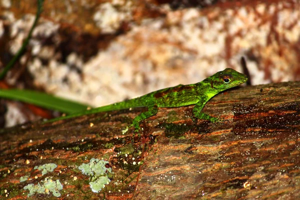 Anole in Puerto Rico — Stock Photo, Image