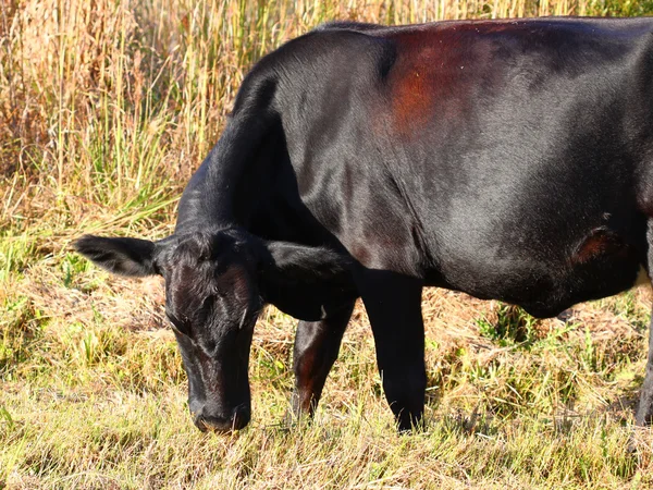 stock image Florida Cow