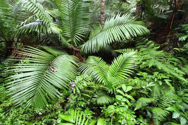 Toro negro rainforest - Porto Riko — Stok fotoğraf