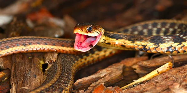 Подвязка Змея (Thamnophis sirtalis ) — стоковое фото