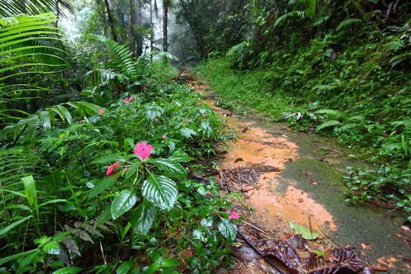 Тропічний ліс шлях - Пуерто-Ріко — стокове фото