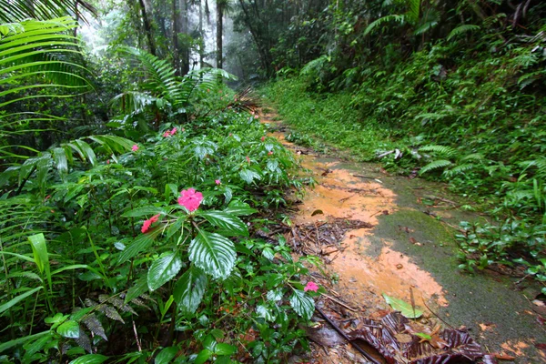 Rainforest ścieżka - puerto rico — Zdjęcie stockowe