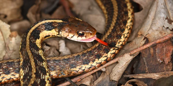 Garter Snake (Thamnophis sirtalis) — Stock Photo, Image