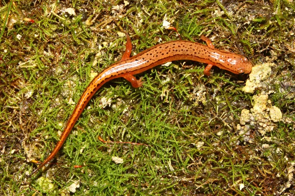 Jižní dvě lemované Salamander (Eurycea cirrigera) — Stock fotografie