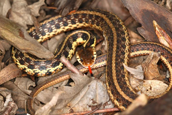 Cobra-Jarreteira (Thamnophis sirtalis ) — Fotografia de Stock