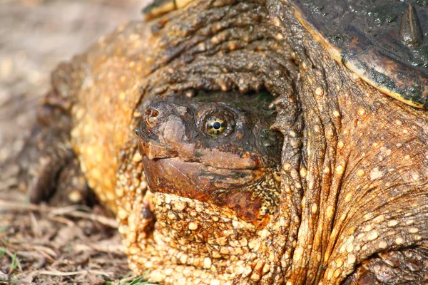 Schnappschildkröte (chelydra serpentina)) — Stockfoto