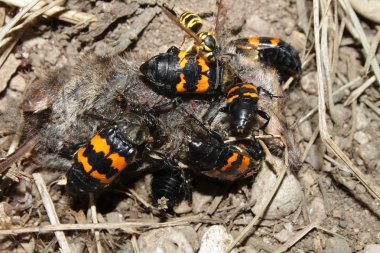 Burying Beetles (Nicrophorus orbicollis) clipart