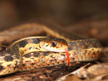 Garter yılanı (Thamnophis sirtalis)